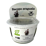 Bacopa Salzmannii Purple TC Tropical Plant in a container for planted aquariums.