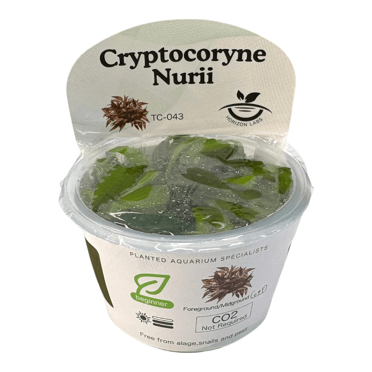 Cryptocoryne Nurii TC Tropical Plant packaging with water droplets and detailed care instructions.