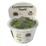 Cryptocoryne Nurii TC Tropical Plant packaging with water droplets and detailed care instructions.