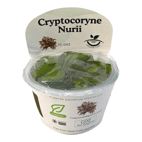 Cryptocoryne Nurii TC Tropical Plant packaging with water droplets and detailed care instructions.