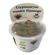 Cryptocoryne Wendtii Flamingo TC Tropical Plant in packaging, showcasing its unique pink leaves.