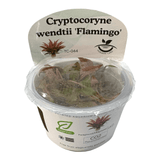 Cryptocoryne Wendtii Flamingo TC Tropical Plant in packaging, showcasing its unique pink leaves.
