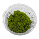Cushion Moss Cup Moss Plant in a clear container displaying lush, vibrant green foliage.