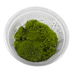 Cushion Moss Cup Moss Plant in a clear container displaying lush, vibrant green foliage.