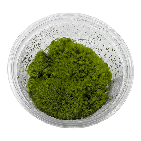Cushion Moss Cup Moss Plant in a clear container displaying lush, vibrant green foliage.