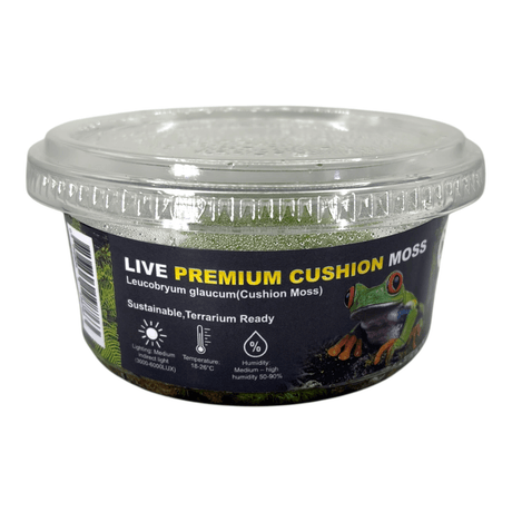 Cushion Moss Cup Moss Plant in a clear container, featuring bright green foliage, perfect for terrariums.