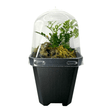 Davallia Bullata Pots Fern Plant in a clear dome pot, showcasing feathery fronds and decorative moss.