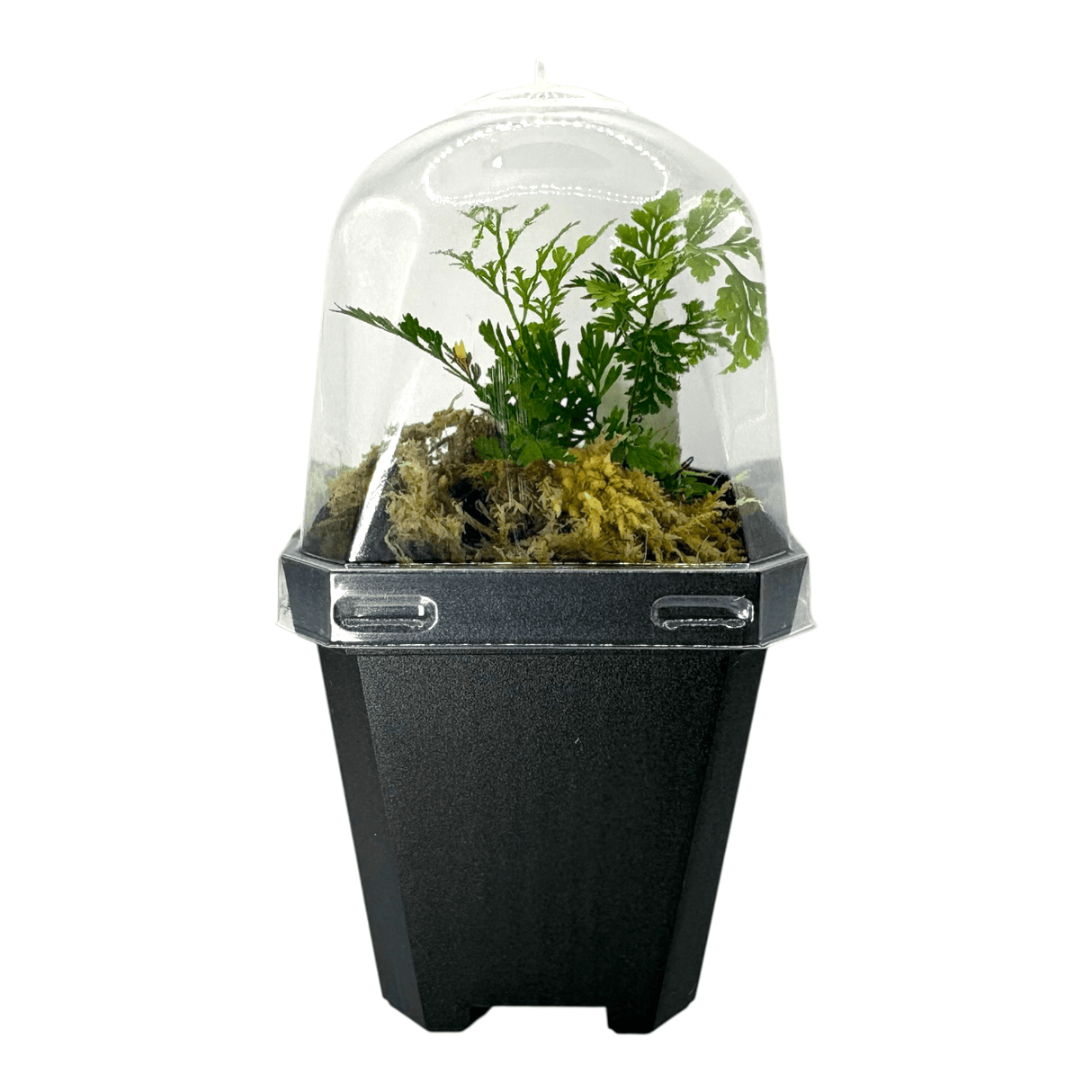 Davallia Bullata Pots Fern Plant in a clear dome pot, showcasing feathery fronds and decorative moss.