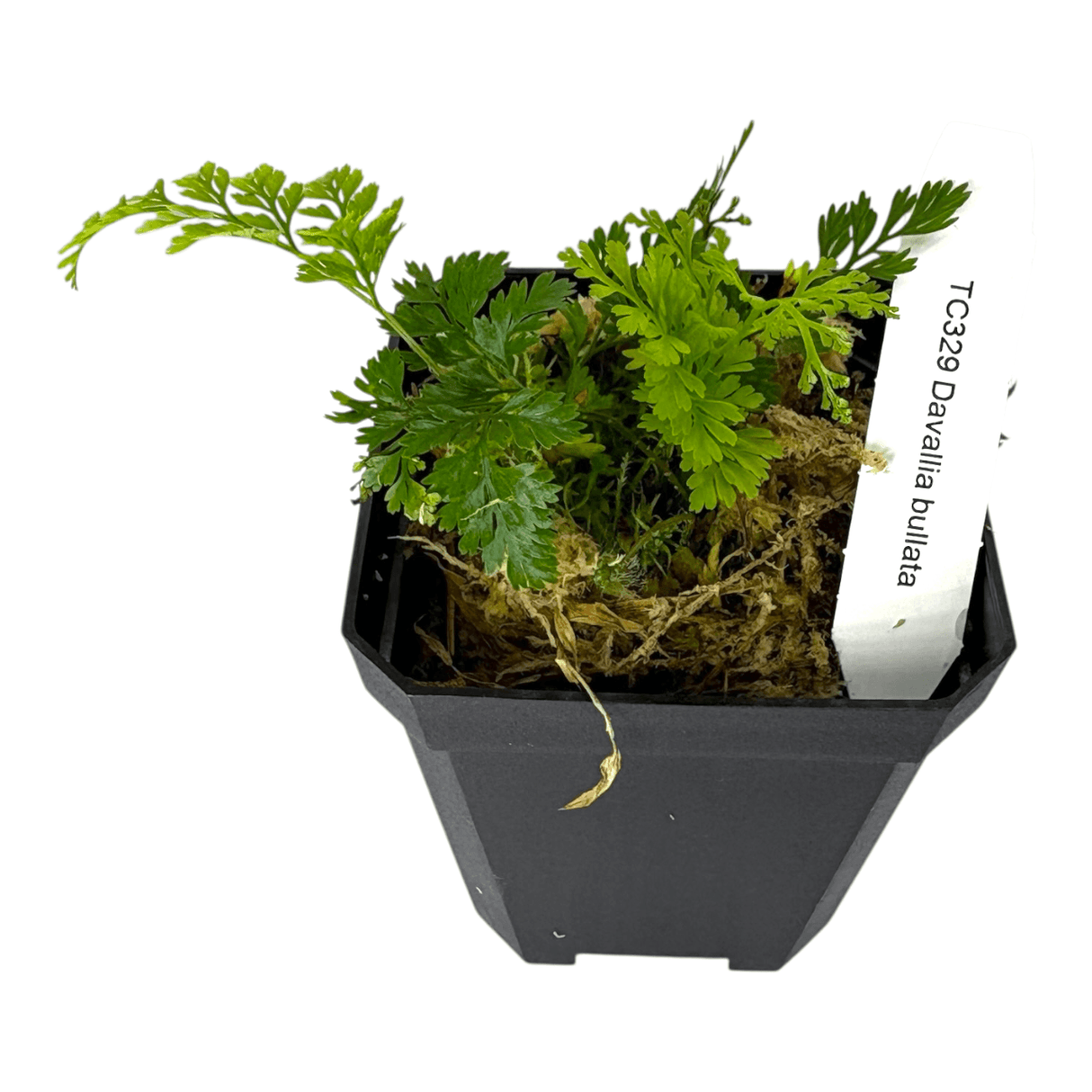 Davallia Bullata Pots Fern Plant in a black pot showcasing its feathery green fronds and tag