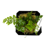 Top view of Davallia Bullata Pots Fern Plant in a black pot with green fronds.