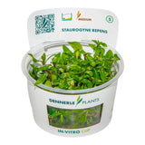Dennerle Plants Staurogyne Repens In-Vitro