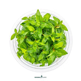 Dennerle Staurogyne Repens In-Vitro plant in a clear container with lush green leaves.