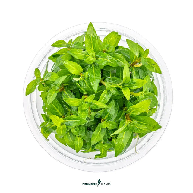 Dennerle Staurogyne Repens In-Vitro plant in a clear container with lush green leaves.