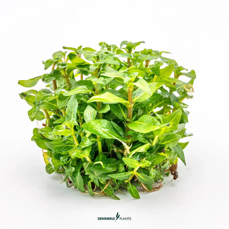 Dennerle Plants Staurogyne Repens In-Vitro, a lush foreground aquatic plant with vibrant green leaves.