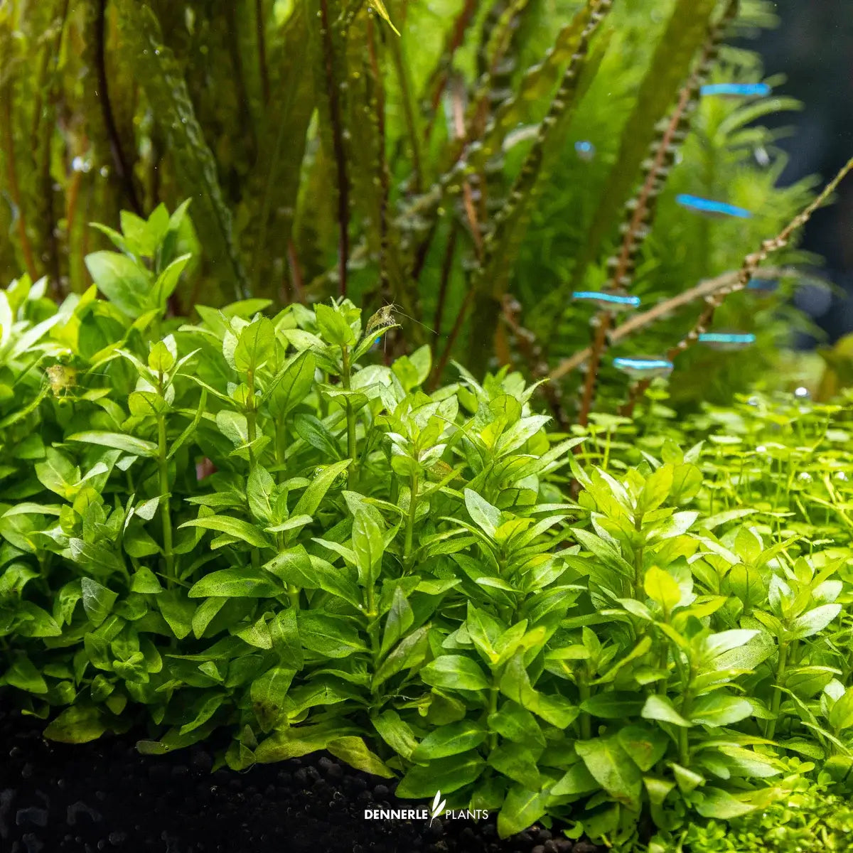 Dennerle Plants Staurogyne Repens In-Vitro showcasing lush green foliage ideal for aquarium foreground planting.