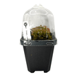 Drosera Spatulata Labill Pots Carnivorous Plant in humidity dome for optimal growth and insect trapping.