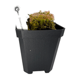 Drosera Spatulata Labill Pots Carnivorous Plant in a black pot, showcasing its vibrant spoon-shaped leaves.