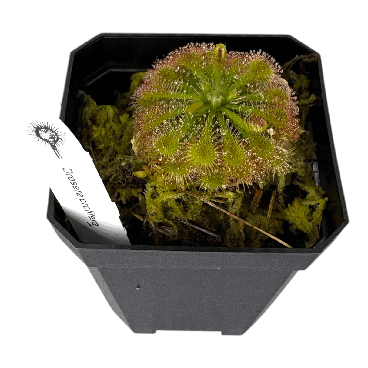 Drosera Spatulata Labill Pots Carnivorous Plant displayed in a black pot with label, showcasing its unique spoon-shaped leaves.