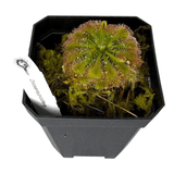 Drosera Spatulata Labill Pots Carnivorous Plant displayed in a black pot with label, showcasing its unique spoon-shaped leaves.