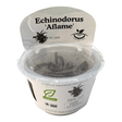 Echinodorus Aflame TC Tropical Plant packaging with plant care instructions and specifications for aquarium use.