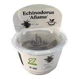Echinodorus Aflame TC Tropical Plant packaging with plant care instructions and specifications for aquarium use.