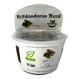 Echinodorus Reni TC Tropical Plant in a container, ideal for aquascaping with vibrant red foliage.