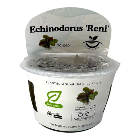 Echinodorus Reni TC Tropical Plant in a container, ideal for aquascaping with vibrant red foliage.
