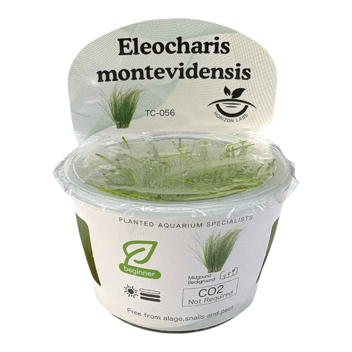 Eleocharis Montevidensis TC Tropical Plant in a container for aquarium use featuring beginner-friendly instructions.