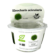 Eleocharis Pusilla Mini TC Tropical Plant in transparent packaging for planted aquariums.