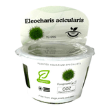 Eleocharis Pusilla Mini TC Tropical Plant in transparent packaging for planted aquariums.