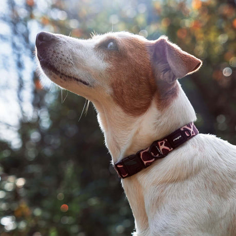 Fusion Safari Classic Collar Giraffe Lifestyle 9