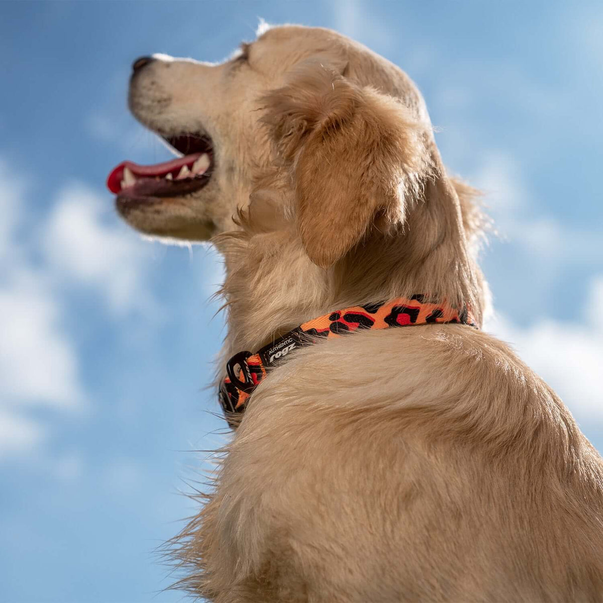 Fusion Safari Classic Collar Leopard Lifestyle 8