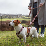Fusion Safari Classic Harness&Lead Giraffe Lifestyle 5