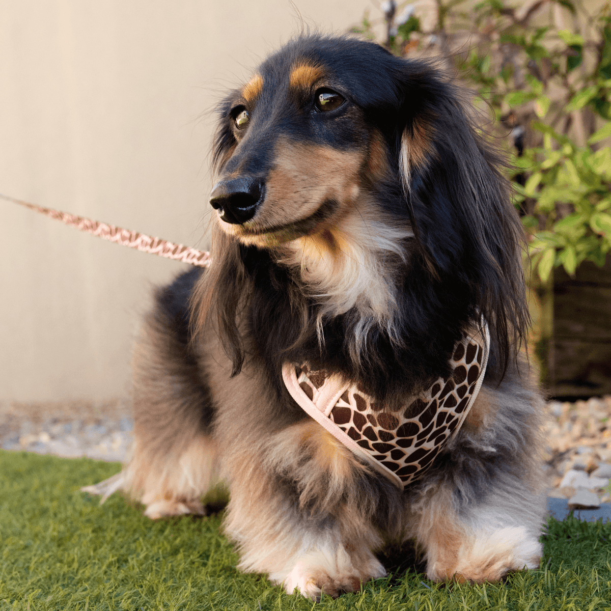 Fusion Safari Comfy Harness Giraffe Lifestyle 4