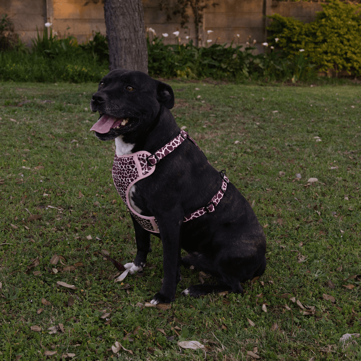 Fusion Safari Comfy Harness Giraffe Lifestyle 5