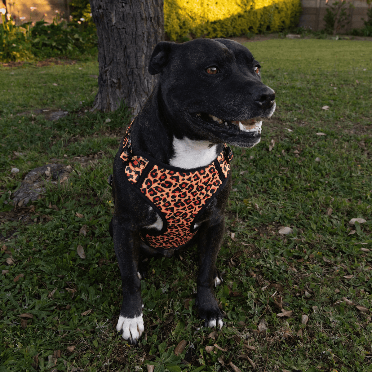 Fusion Safari Comfy Harness Leopard Lifestyle 1