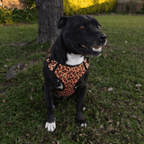 Fusion Safari Comfy Harness Leopard Lifestyle 1