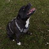 Fusion Safari Comfy Harness Zebra Lifestyle 1
