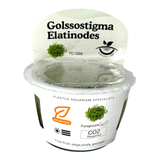 Golssostigma Elatinodes TC Tropical Plant in a clear container with label detailing care requirements.