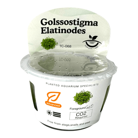 Golssostigma Elatinodes TC Tropical Plant in a clear container with label detailing care requirements.