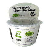 Hydrocotyle Tripartita Mini TC Tropical Plant in a planting cup for aquascaping with care instructions.