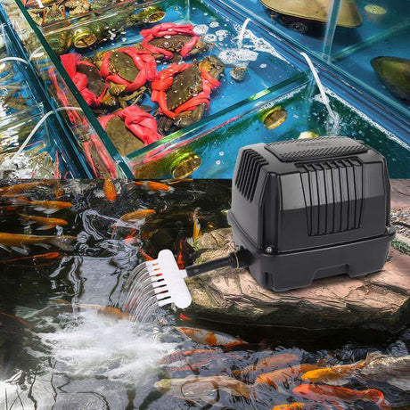 Hygger High Flow Air Pump providing oxygen to an aquarium and pond setup filled with colorful fish and aquatic life.