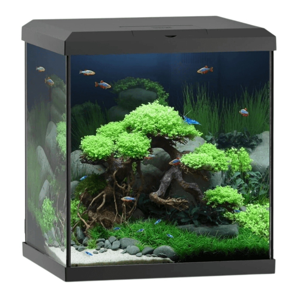 Juwel Vio Cube 54 Series aquascape with lush greenery and colorful fish in a modern, elegant cube design.
