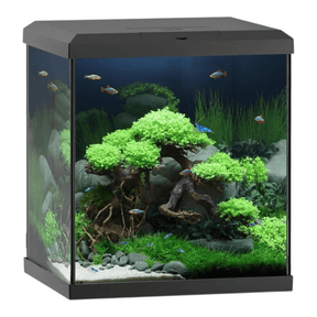 Juwel Vio Cube 54 Series aquascape with lush greenery and colorful fish in a modern, elegant cube design.