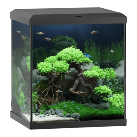 Juwel Vio Cube 54 Series aquascape with lush greenery and colorful fish in a modern, elegant cube design.