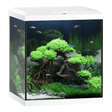 Juwel Vio Cube 54 Series with elegant aquascaping and vibrant plants in a compact design.