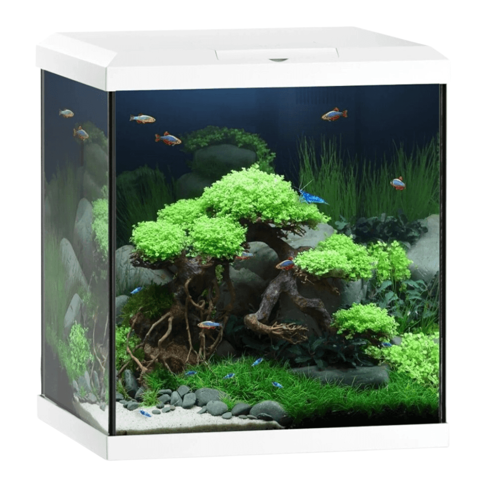 Juwel Vio Cube 54 Series with elegant aquascaping and vibrant plants in a compact design.