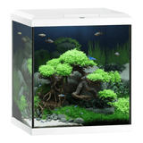 Juwel Vio Cube 54 Series with elegant aquascaping and vibrant plants in a compact design.