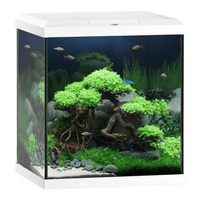 Juwel Vio Cube 54 Series with elegant aquascaping and vibrant plants in a compact design.
