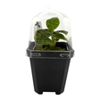 Lightning Jewel Orchid Pots Orchid Plant in a protective container with greenhouse dome for humidity.